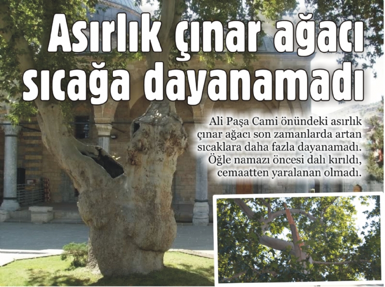 Asırlık çınar ağacı 
sıcağa dayanamadı