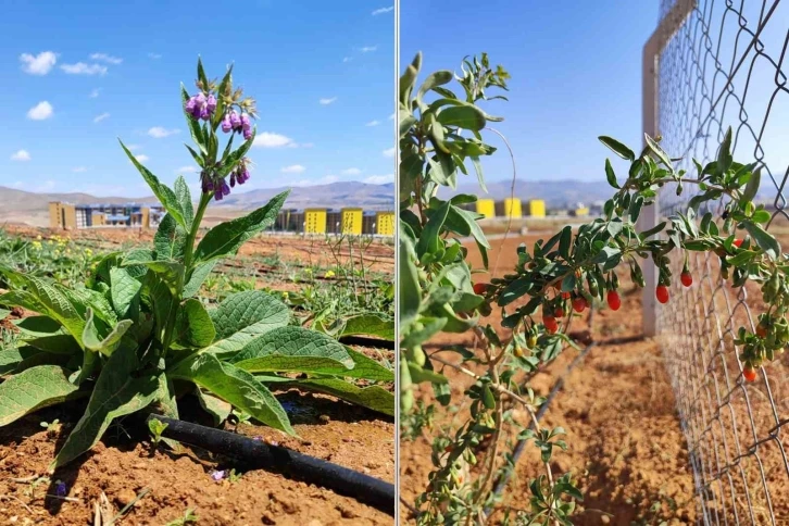 Ahi Evran Üniversitesi’nde tıbbi aromatik bitkilerin ilk hasadı başladı
