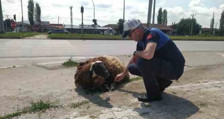 Araçtan düşen kurbanlık hayvanı zabıta ekipleri sahibine teslim etti