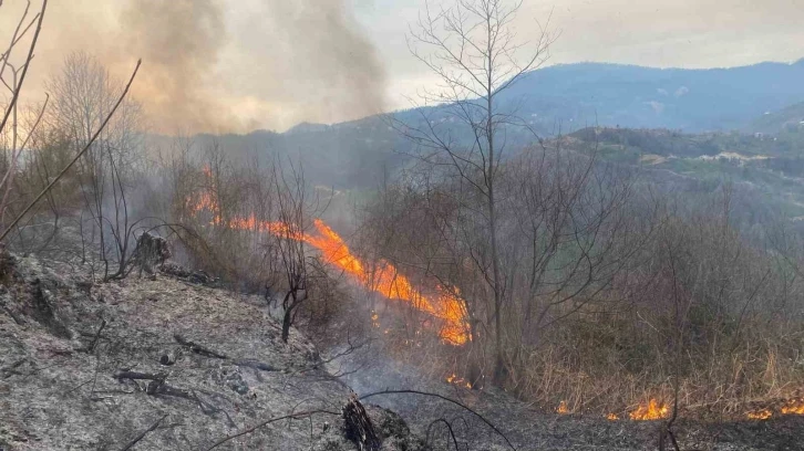 Artvin’de orman yangını
