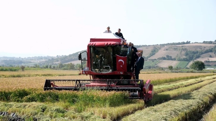 Bafra Ovası’nda çeltik hasadı: İlk hasat Vali Tavlı’dan