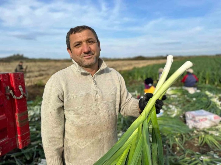 Bafra Ovası’nda pırasa hasadı