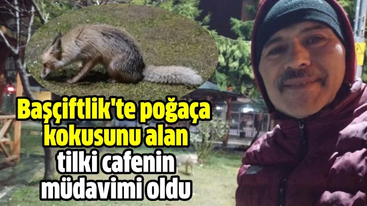 Başçiftlik'te poğaça kokusunu alan tilki cafenin müdavimi oldu