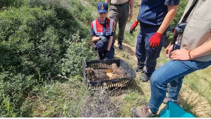 Bir haftalık yavru kurtlar annesiz kaldı: Koruma altına alındı
