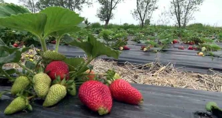 Bu çilek hem daha aromatik hem de daha uzun ömürlü