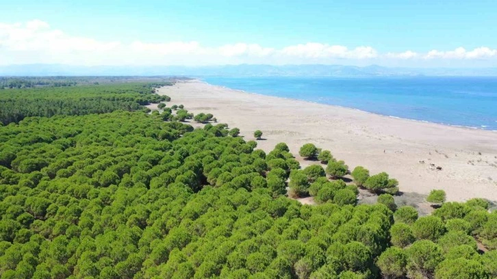 Çarşamba’ya ‘Baykuş Orman Okulu’