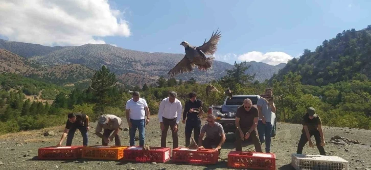 Derebucak’ta doğaya 800 kınalı keklik bırakıldı
