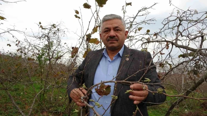 Fındıkta ‘sıcak hava’ tehlikesi: Ciddi rekolte kaybı yaşanabilir
