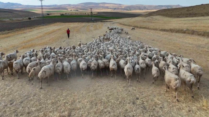 Hayvan sahipleri isyan etti: ‘Türk çoban kalmadı’
