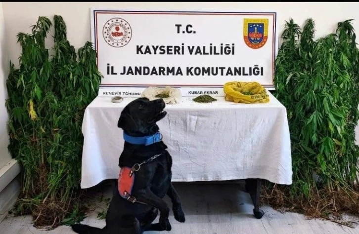 Jandarma yasadışı yetiştirilen 206 kök keneviri ele geçirdi
