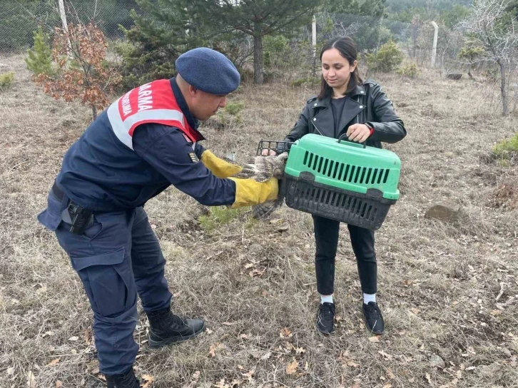 Jandarmanın bulduğu yaralı baykuş tedaviye alındı
