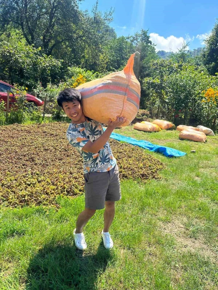 Japonya’dan ticaretini yaptığı fındığı tanımak için Giresun’a gelip fındık topladı
