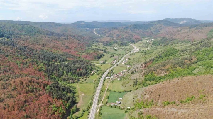 Kastamonu’da kahverengiye bürünen ormanlarla ilgili açıklama
