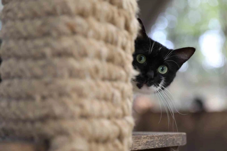 ‘Kedi Kasabası’ Türkiye’de örnek
