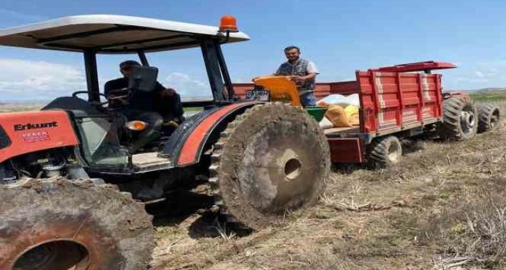 Kula’da çeltik ekimi başladı