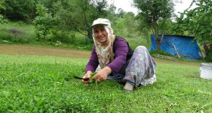 Madımak bu yıl sevenlerinin yüzünü güldürecek