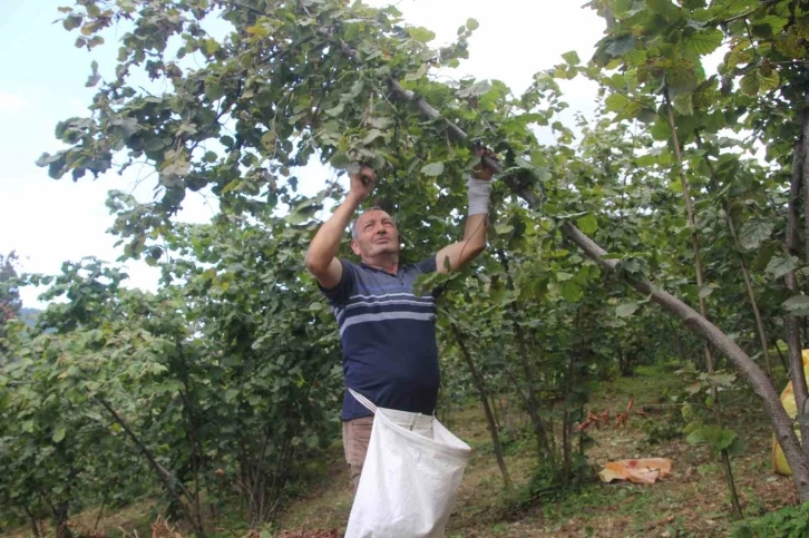 Ordu’da fındık hasadı başladı
