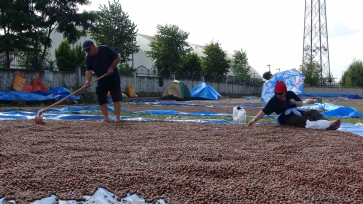 Ordu’da üreticilerin zorlu fındık kurutma mesaisi
