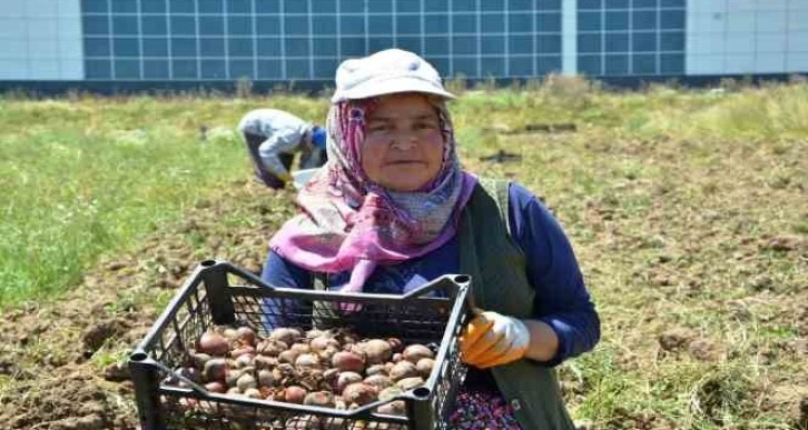 Osmanlı döneminde lale soğanı üretim merkezi olan Ladik’te yumru hasadı