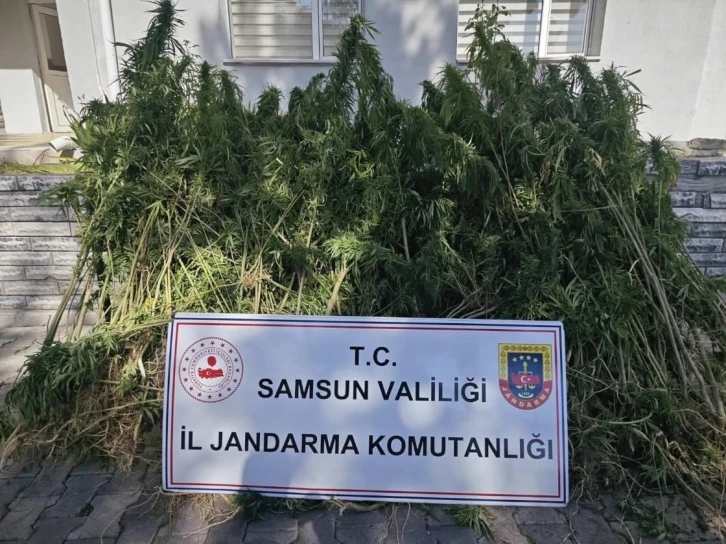 Samsun’da jandarma 728 kök kenevir bitkisi ele geçirdi
