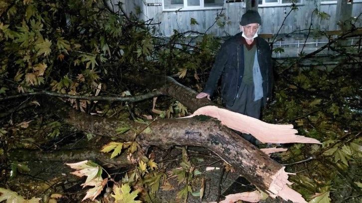 Samsun’da cami avlusundaki ağaç fırtınada ikiye ayrıldı