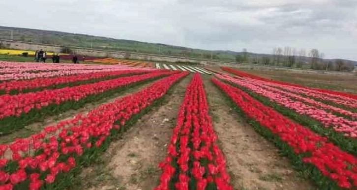 Samsun’un kartpostallık lale bahçeleri gelir kapısı olacak