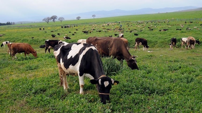 Tokat Tema Vakfı Mer`a projesi başlattı 