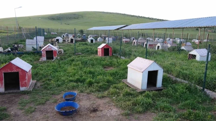 Yozgat’ta sokak hayvanları için &quot;Evcil Köy&quot; kuruluyor
