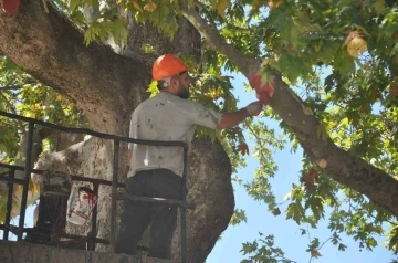 350 yıllık çınar ağacı bakıma alındı
