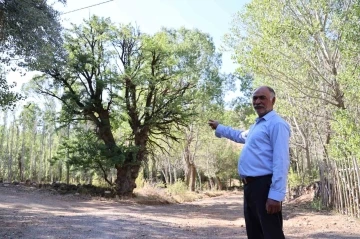 4 asırlık ağaca, korkularından ellerini süremiyorlar
