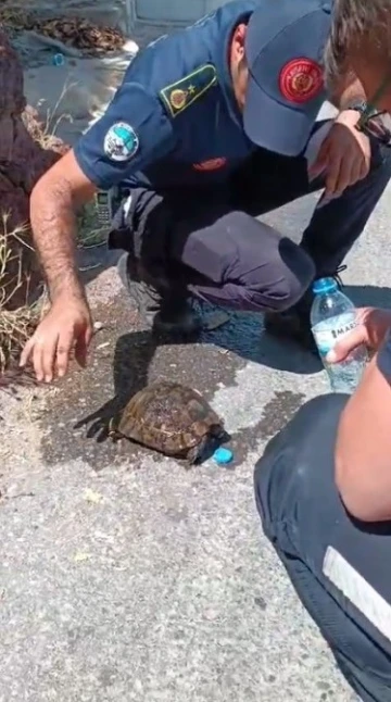 Alevlerin ortasında kalan kaplumbağaya ekiplerden yardım eli
