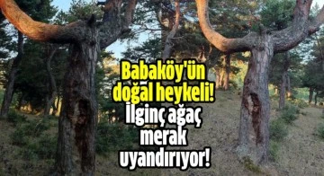 Babaköy'ün doğal heykeli! İlginç ağaç merak uyandırıyor!