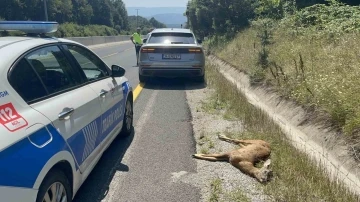 Bolu Dağı’nda avcılardan kaçtığı iddia edilen karacaya araç çarptı
