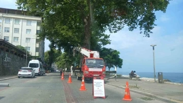 Çınar ağaçlarına bakım yapılıyor
