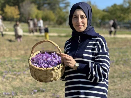 ‘Dünyanın en pahalı baharatı’ safranı hasat etmek için soluğu tarlalarda aldılar
