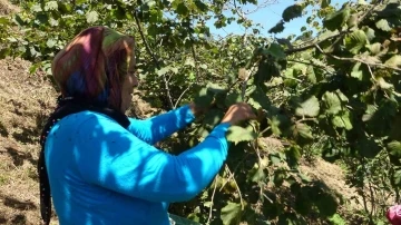 Giresun’da fındık hasadı başladı
