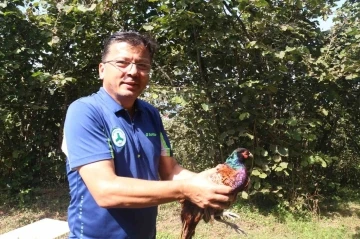 Giresun’da kene mücadelesine karşı doğaya sülün ve keklik salındı
