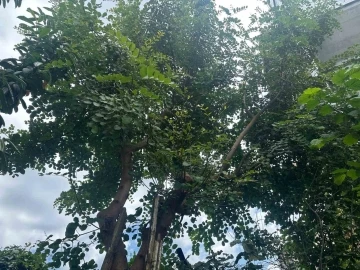 Karadeniz’de keçiboynuzu ağacı yetiştirdi, görenler şaştı kaldı
