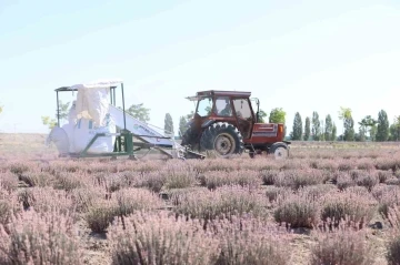 Karatay Lavanta Bahçeleri’nde hasat zamanı
