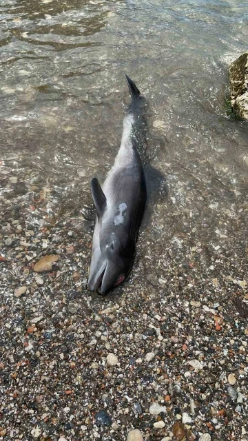 Kastamonu’da kıyıya ölü yunus balığı vurdu
