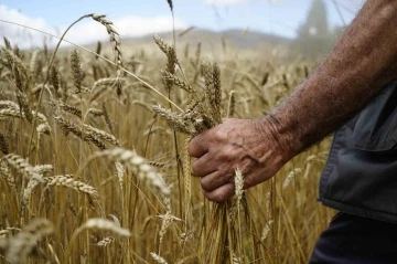 Kelkit’te buğday hasadı başladı, yağışlar rekolteyi olumsuz etkiledi
