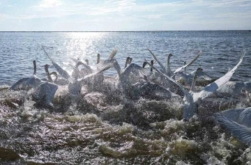 Kızılırmak Deltası’nda kuğularla görsel şölen
