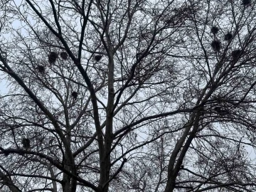 Kuş yuvalarına ev sahipliği yapan ağaç dikkat çekiyor
