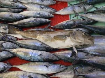 Ordu’da balıkçıların ağına 1 kilogramlık mezgit balığı takıldı
