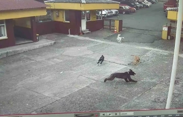 Rize’de çay fabrikasına giren yavru ayıyı köpekler kovaladı
