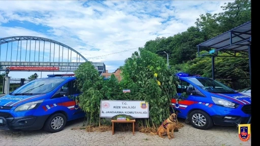 Rize’de jandarmanın 4 aylık uyuşturucu bilançosu: 210 gözaltı
