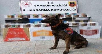 Samsun’da jandarmadan kaçak makaron operasyonu