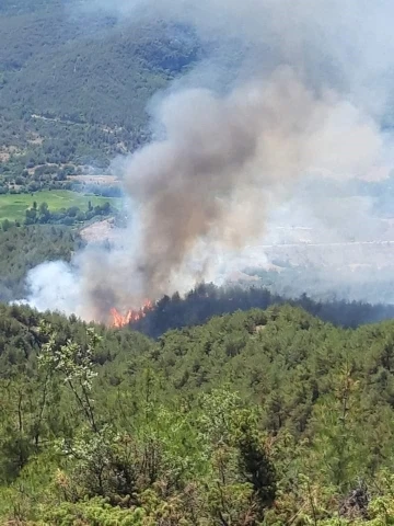 Sinop’ta orman yangını
