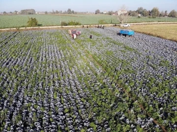 Tarımın görünmeyen kahramanı Samsun
