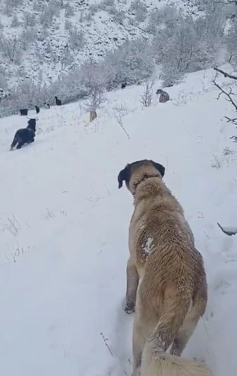 Tokatlı çobanın zorlu kış mesaisi
